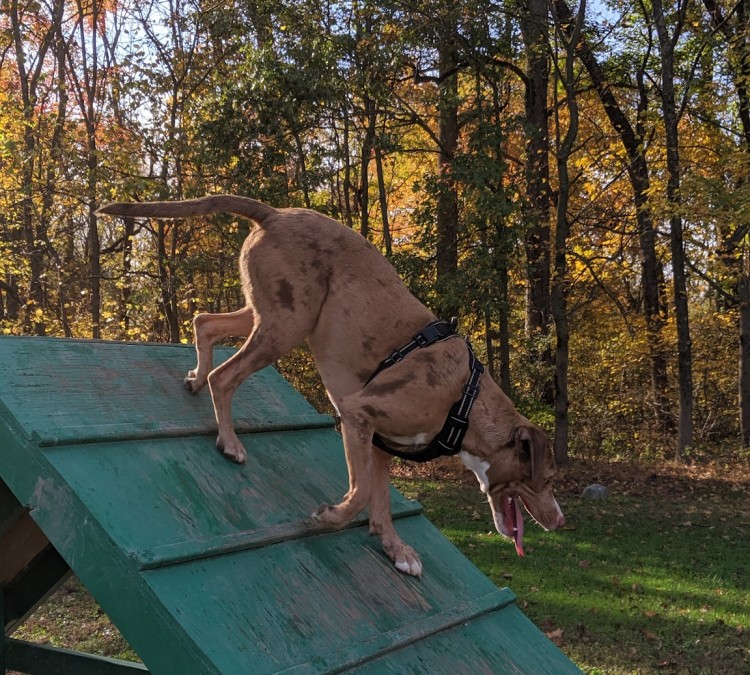 dukes-dog-run-at-freedom-park-photo